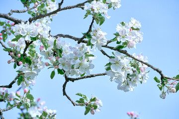 Blooming apple tree twig in springtime on a sunny day against blue sky.