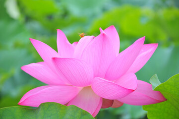 Obraz premium Blossoming lotus flower