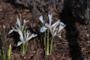 Fototapeta premium Blue flower