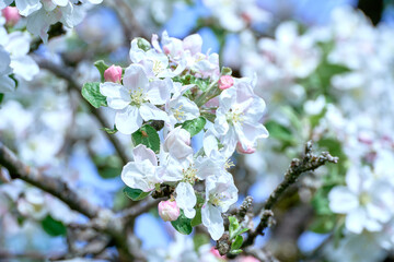 Blooming apple tree twig in springtime on a sunny day.