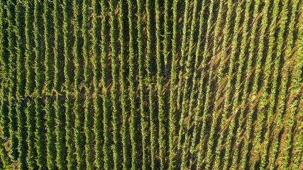 Vineyard in Slovenia as seen from above