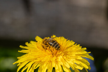 A bee collects nectar on a dandelion