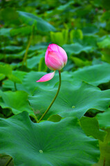 Blossoming lotus flower