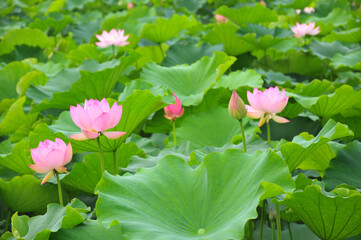 Blossoming lotus flower