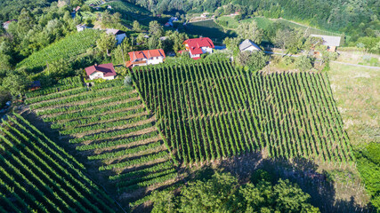 Vineyard in Slovenia as seen from above