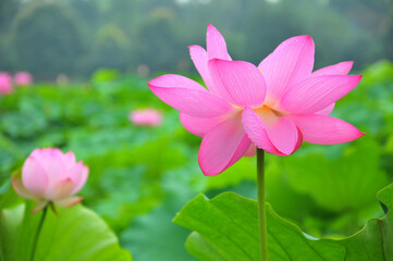Fototapeta premium Blossoming lotus flower