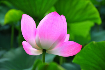 Blossoming lotus flower