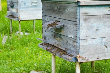Close-up of flying bees. Wooden beehive and bees. Beekeeping.