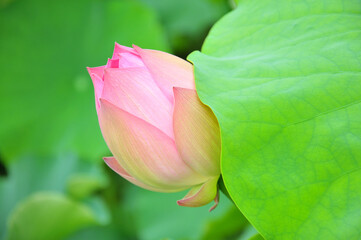 Blossoming lotus flower