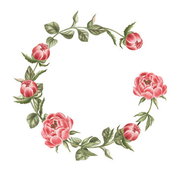 Watercolor peonies wreath. The illustration is hand drawn.