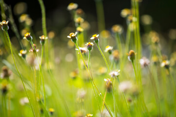 beautiful grass flower black background
