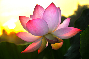 Fototapeta premium Blossoming lotus flower