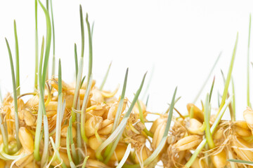 Wheat germ isolated over white background, Depth of Field