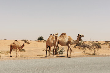 A herd of domesticated one-humped Arab camels walking along the road, Dubai United Arab Emirates