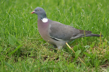 Portrait of a Common Wood Pigeon standing in grass
