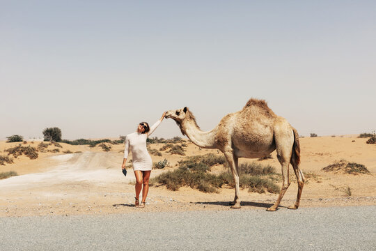 An attractive girl poses next to camels during a trip to the desert