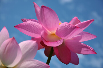 Fototapeta premium Blossoming lotus flower
