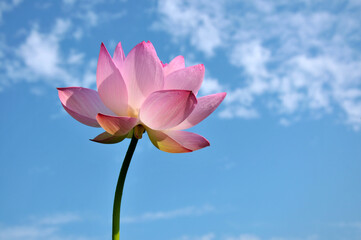 Blossoming lotus flower