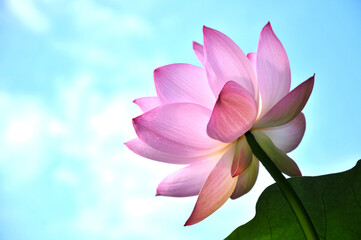 Blossoming lotus flower