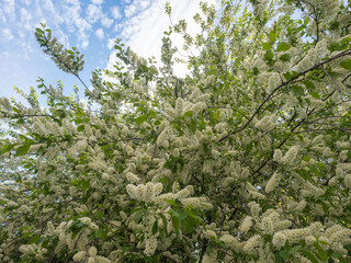 White bird cherry flowers. Bird cherry blossom