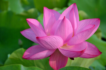 Blossoming lotus flower