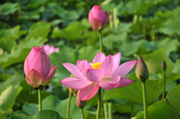 Fototapeta premium Blossoming lotus flower