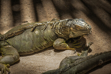 Close up of Iguana with scaly neck and mouth, American iguana is a lizard reptile in the genus Iguana in the iguana family. And in the subfamily Iguanidae.