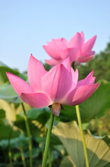 Naklejka premium Blossoming lotus flower