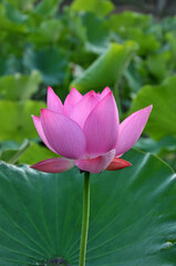 Blossoming lotus flower