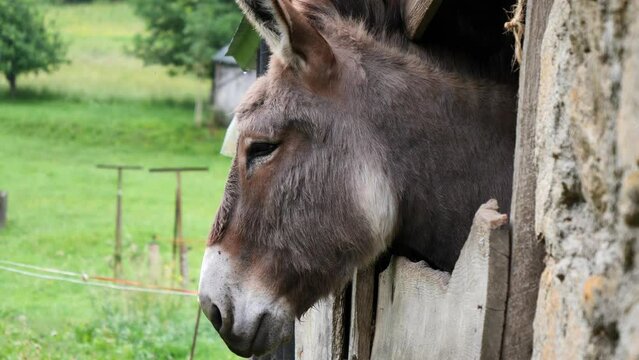 donkey in a barn on a farm, Ariege, France
