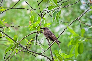 A starling bird sits on a tree branch