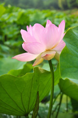 Obraz premium Blossoming lotus flower