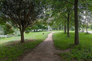 There is a path along the trees in the city park