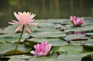 Blossoming waterlily flowers