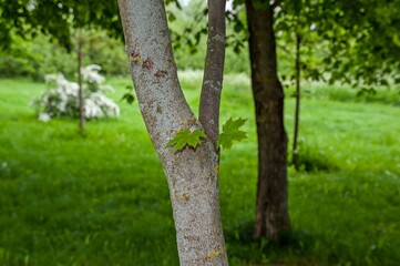 Two young maple leaves grow on the tree
