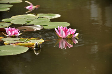 Blossoming waterlily flowers