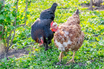 Two chickens in the garden of the farm are looking for food on the grass