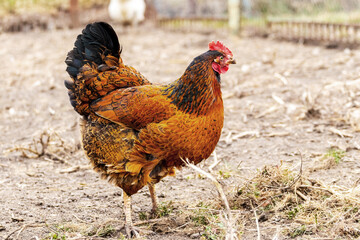 Chicken with brown and black feathers in the yard of the farm