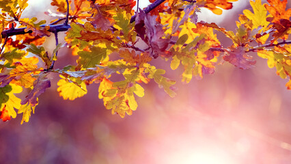 Autumn background with oak leaves on a tree in the forest in the sun, panorama