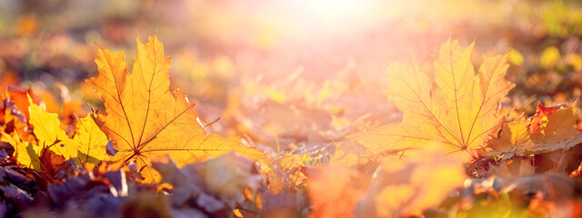 Naklejka na ściany i meble Orange maple leaf on the ground in the sun rays. Autumn leaves