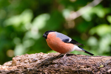 Goudvink - Bullfinch