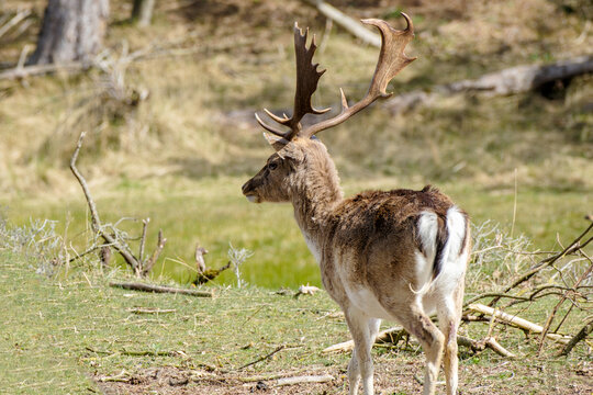 Damherten || Fallow deer