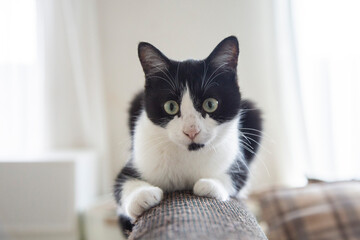 白　猫　目線　注目　生活感