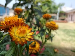 sunflowers in the garden