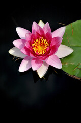 Blossoming waterlily flowers