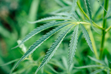 adult hemp plant. illegal cultivation of cannabis. narcotic plant. crime. drug trafficking law. 