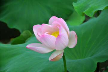 Blossoming lotus flower