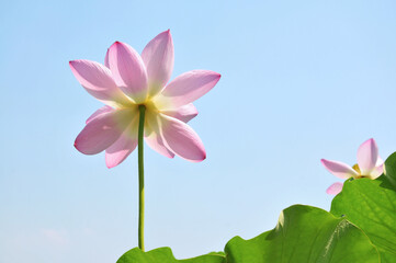 Fototapeta na wymiar Blossoming lotus flower