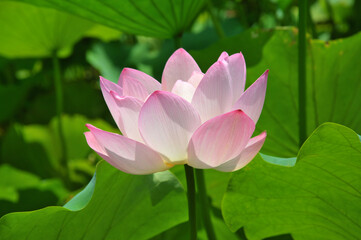 Blossoming lotus flower