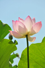 Blossoming lotus flower